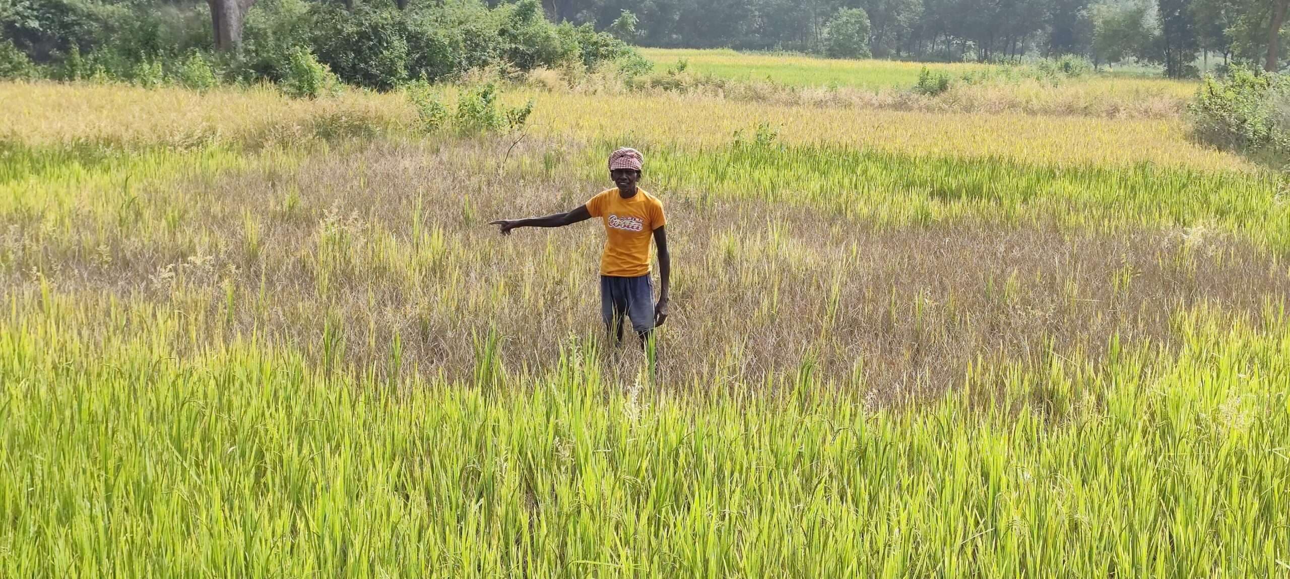 East Singhbhum News : धान में लगा झुलसा रोग, किसान चिंतित