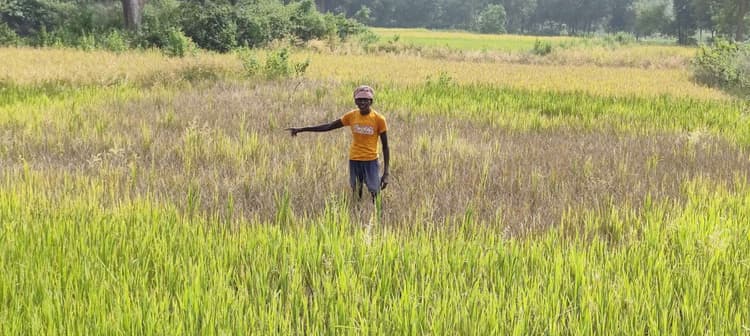East Singhbhum News : धान में लगा झुलसा रोग, किसान चिंतित