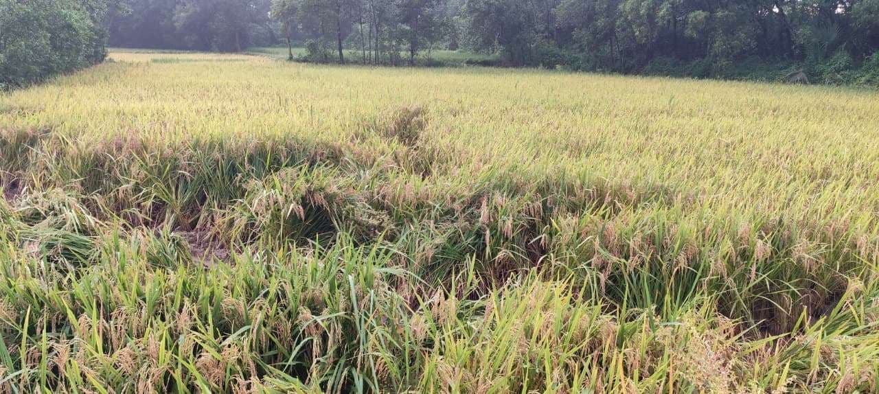 East Singhbhum News : घाटशिला में ‘मोंथा’ के कारण बारिश हुई, धान को क्षति का डर