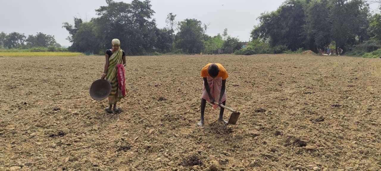 East Singhbhum News : ठंड की दस्तक के साथ आलू की खेती शुरू, लाल 2400 व सादा 1000 क्विंटल