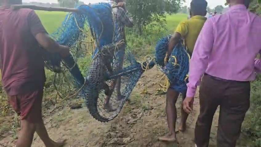 चक्कूपुर गांव के तालाब में दिखा मगरमच्छ, वन विभाग ने किया रेस्क्यू