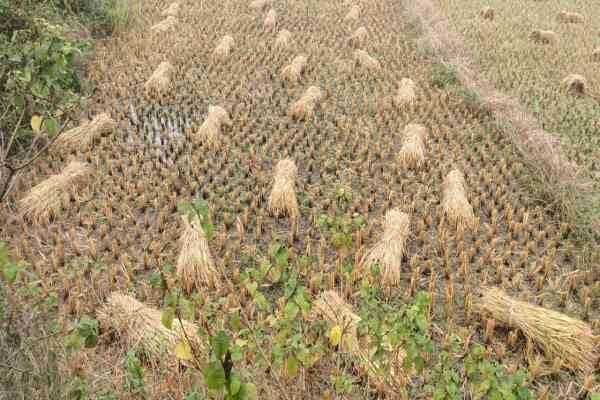 मोंथा चक्रवात का असर कुंडहित में भी, किसानों की बढ़ी चिंता