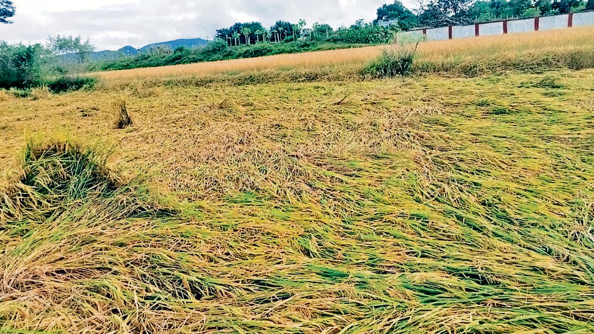 Chaibasa News : तेज हवा और बारिश से धान के पौधे गिरे, सब्जियों को भी नुकसान