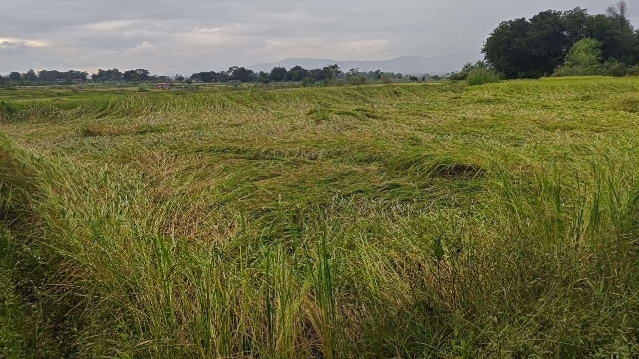 Seraikela Kharsawan News : बारिश से धान के पौधे गिरे सब्जियों के लिए वरदान