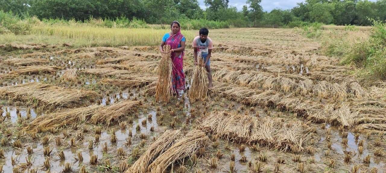 East Singhbhum News : धान समेटने में जुटे किसान, लगातार बारिश से नुकसान की आशंका बढ़ी