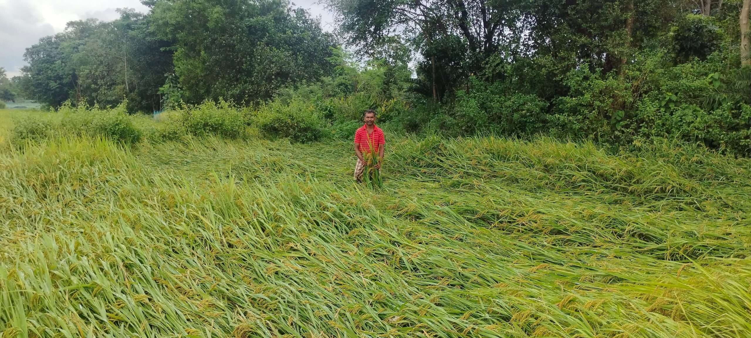 East Singhbhum News : पटमदा : बारिश व हवा से धान के पौधे गिरे, सब्जियों को भी नुकसान