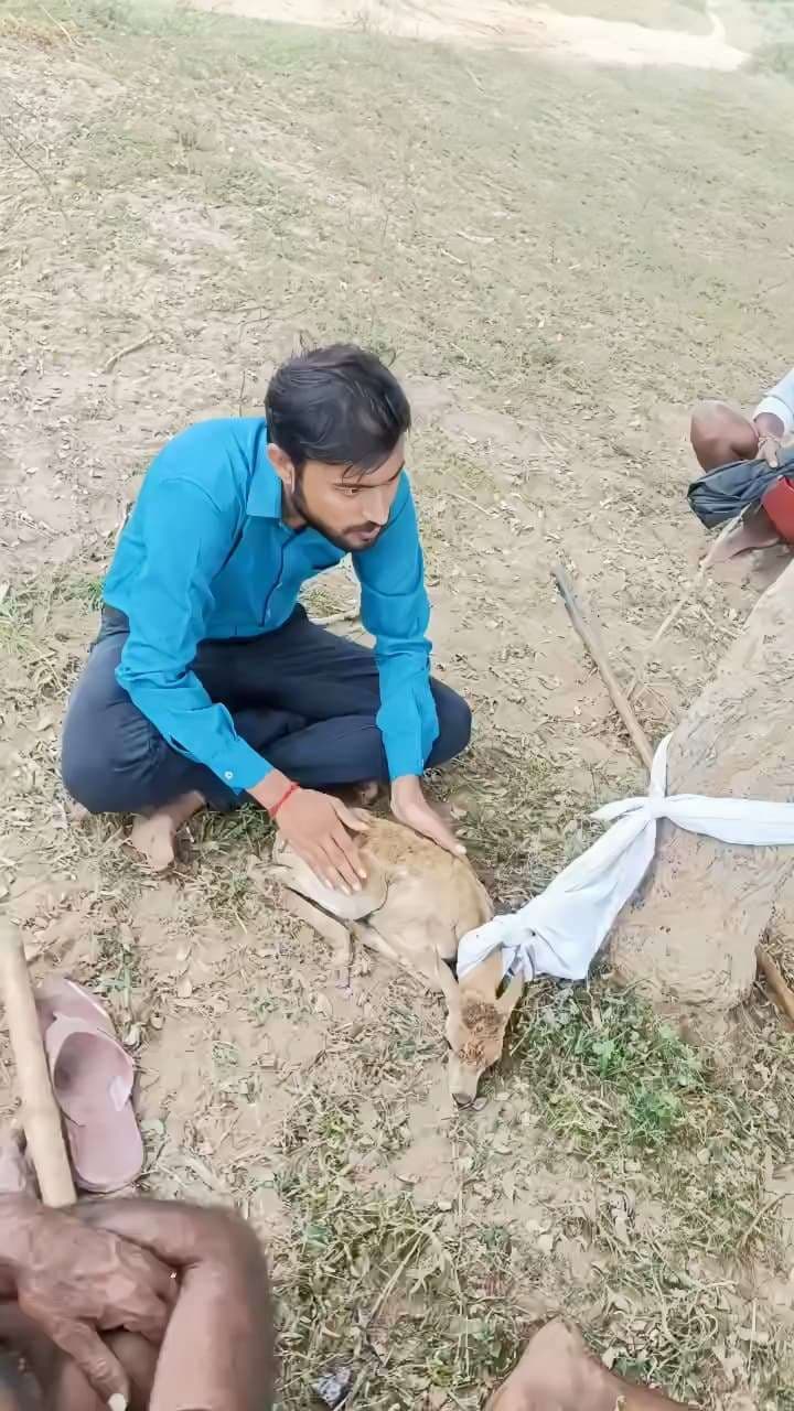 आवारा कुत्तों के आतंक से ब्लैकबक रिजर्व क्षेत्र असुरक्षित