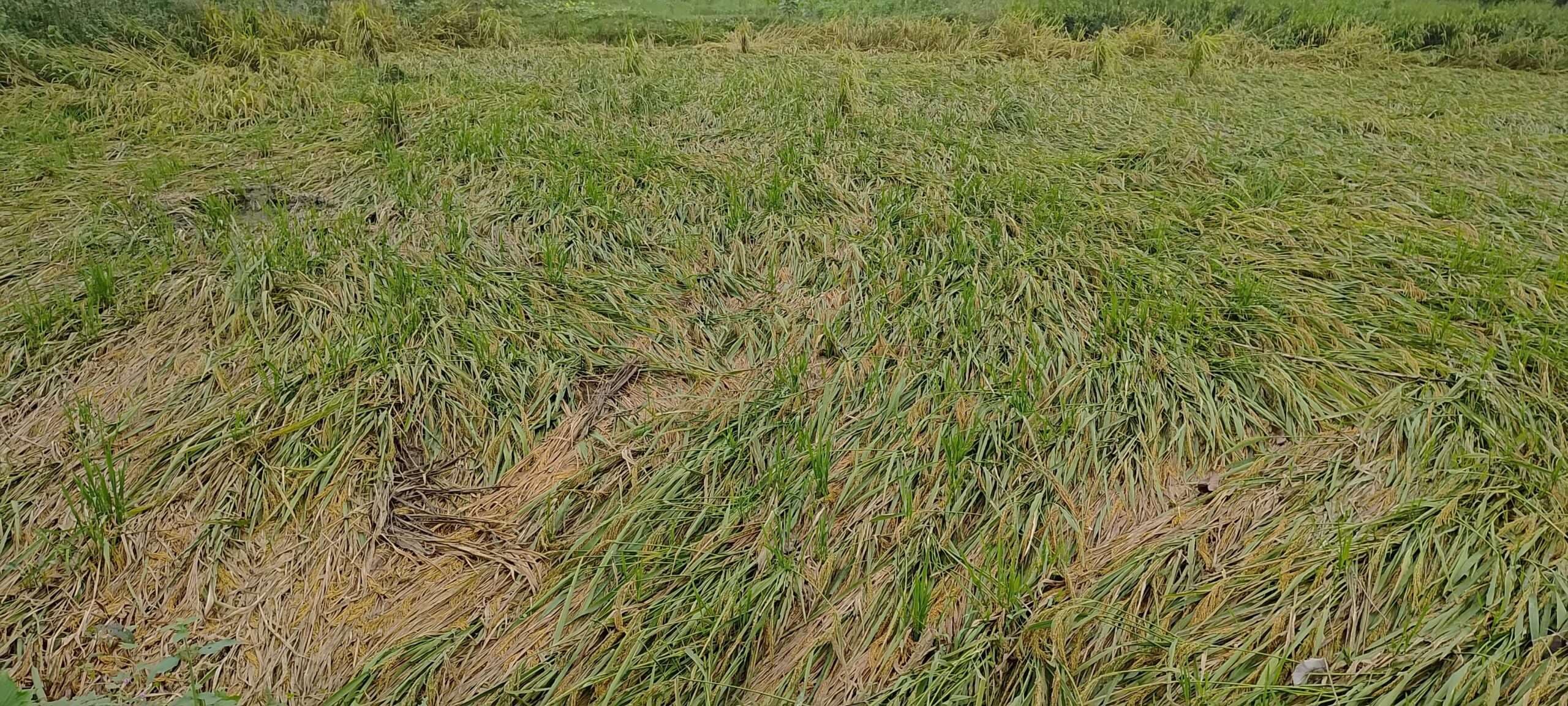 बारिश से बर्बाद हुई धान की फसल, किसान चिंतित