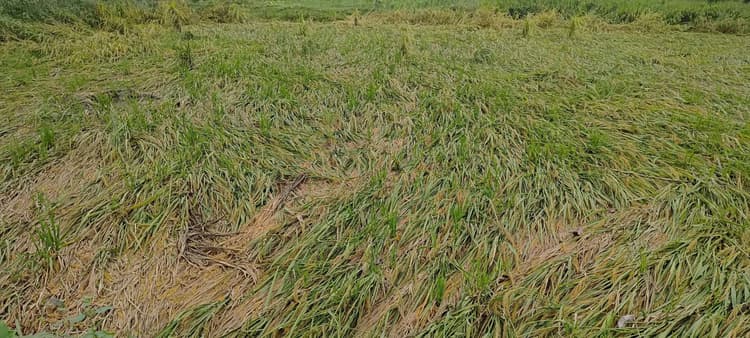 बारिश से बर्बाद हुई धान की फसल, किसान चिंतित