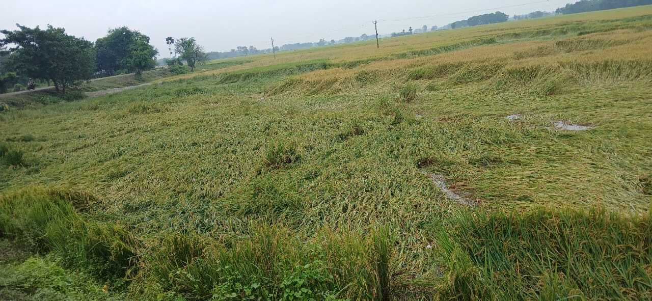 हवा व बारिश से धान की फसल गिरा