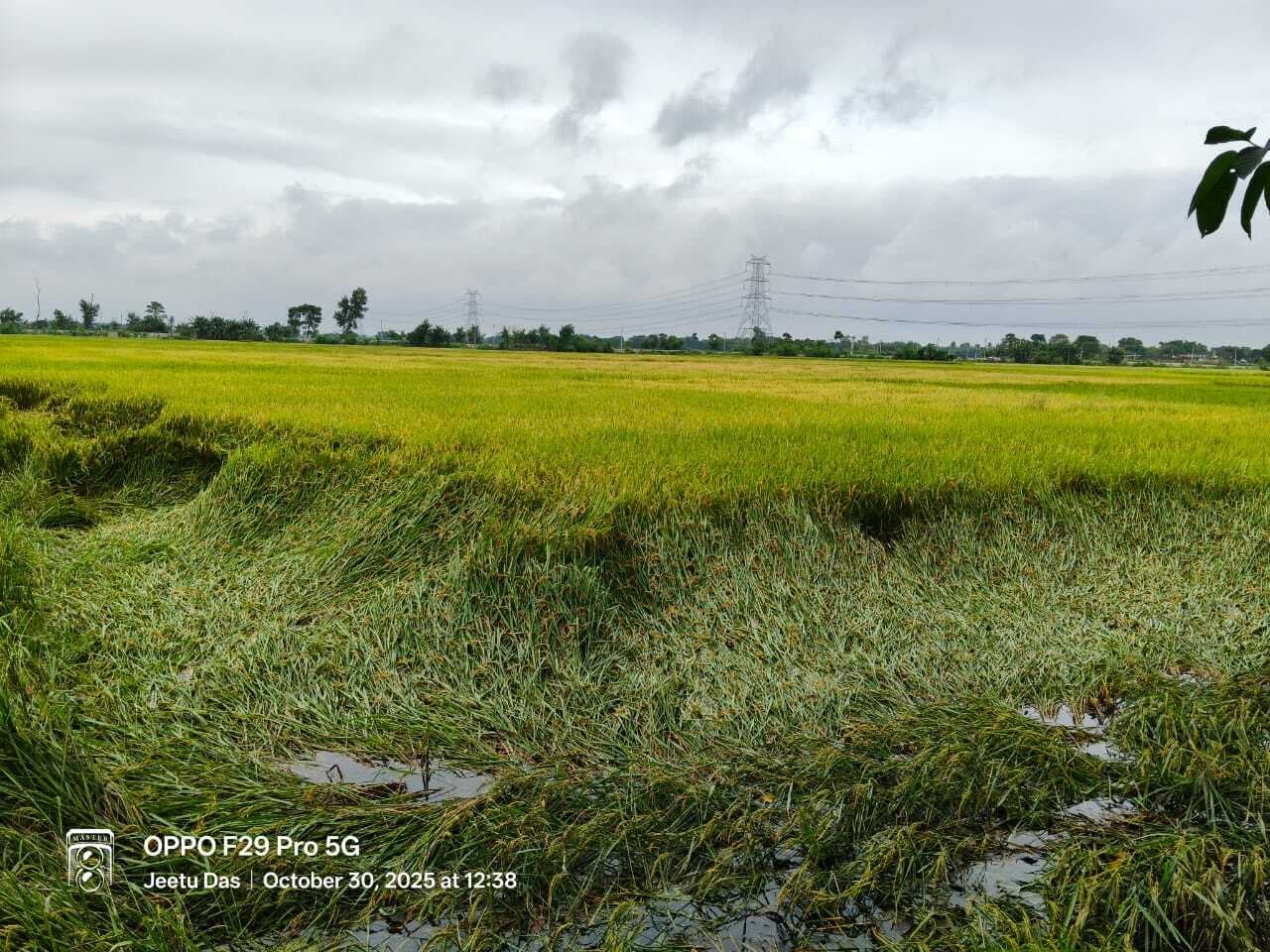 बारिश व तेज हवा से किसानों की बढ़ी चिंता, धान की फसल पर छाये संकट के बादल