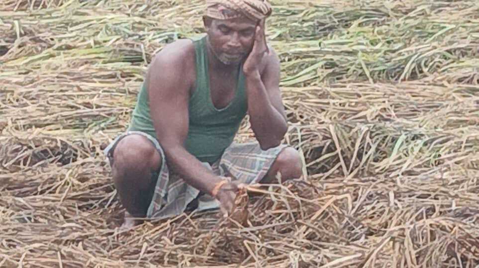 मोंथा के असर से कुंडहित में 10% धान की फसल बर्बाद