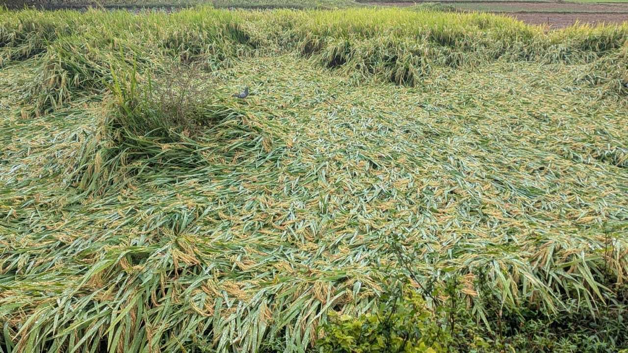 मोंथा चक्रवात से फसल बर्बाद