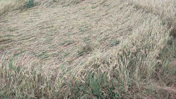 अगले 48 घंटे तक तेज बारिश और 40-50 किमी प्रति घंटा की हवाओं के साथ मेघ गर्जन और वज्रपात की संभावना