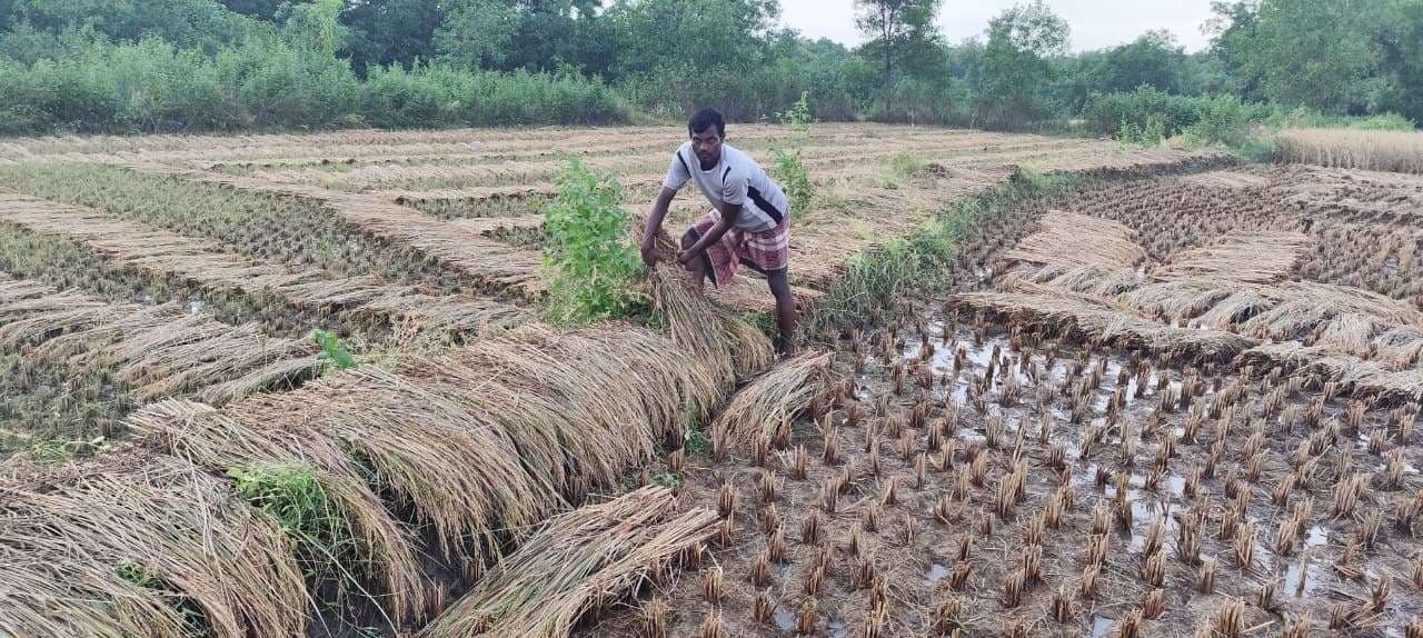 East Singhbhum News : चाकुलिया में मोंथा बेअसर, धान की कटाई में जुटे किसान