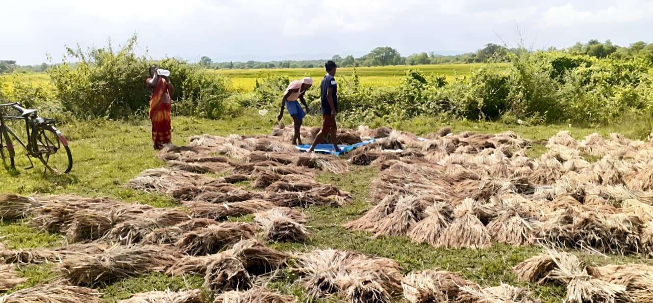 East Singhbhum News : लगातार तीन दिनों की बारिश से फसल के सड़ने की चिंता बढ़ी