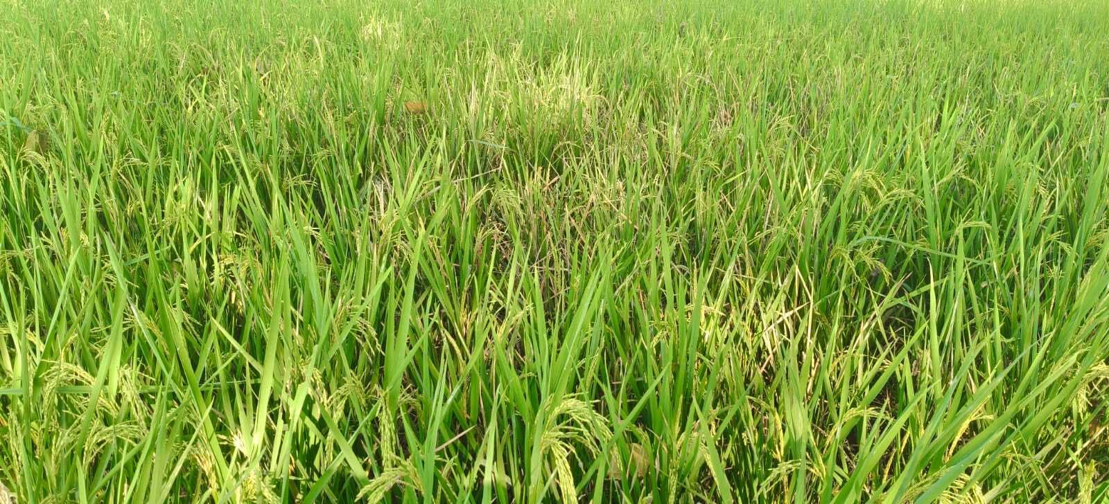 धान की फसल कीड़े से हो रही बर्बाद, किसान सलाहकार नहीं कर रहे समाधान