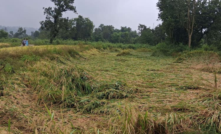 Bokaro News : धान की अच्छी उपज की आशा पर मोंथा ने फेरा पानी