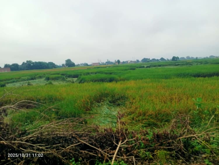 हवा के साथ बारिश से खेतों में गिरी धान की फसल