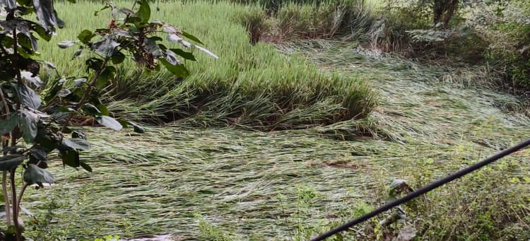 तीन दिनों से हो रही झमाझम बारिश से जनजीवन अस्त-व्यस्त