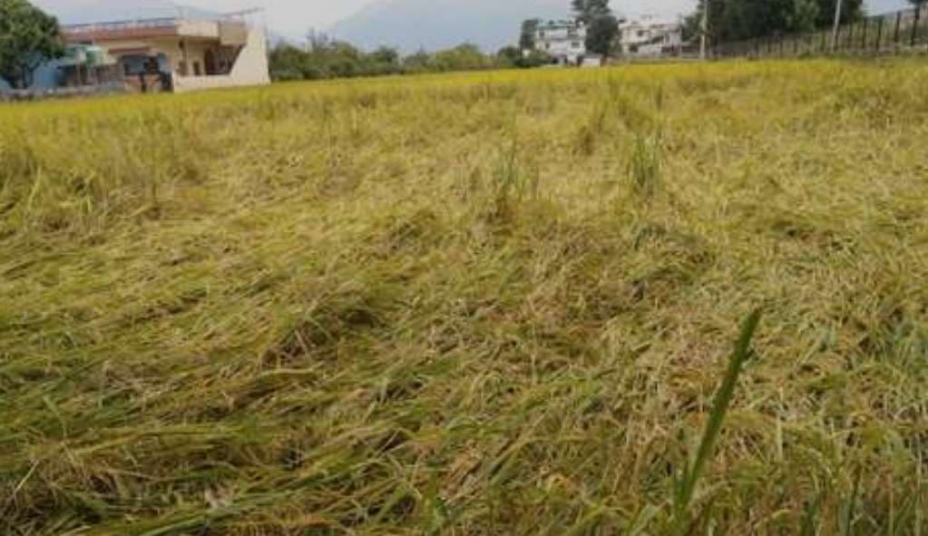 बारिश व तेज हवा के कारण किसान परेशान