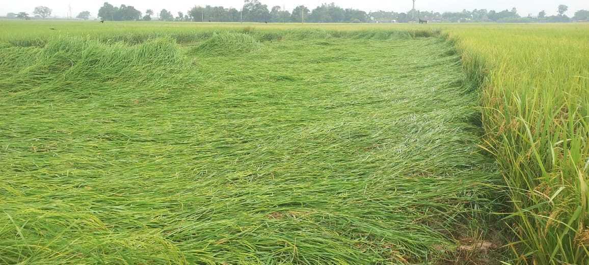 लगातार हो रही बारिश से किसानों की बढ़ी चिंता, चुनाव प्रचार पर भी दिखा असर