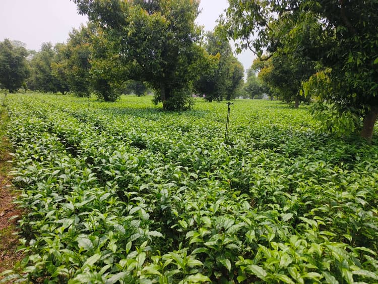 लगातार हो रही हल्की बारिश से चाय कृषकों के खिले चेहरे