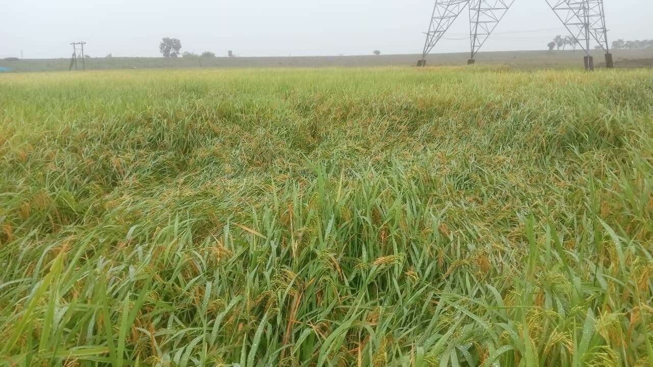 लगातार बारिश से धान की फसलें हो रही बर्बाद