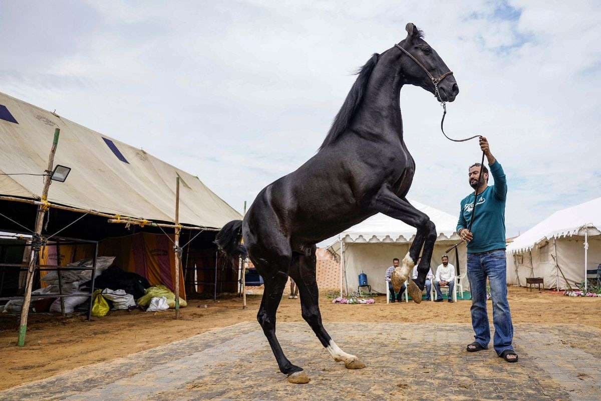 Pushkar Cattle Fair: हर दिन दूध, देसी घी और सूखे मेवे खाता है 23 करोड़ का भैंसा, 15 करोड़ का घोड़ा आकर्षण का केंद्र