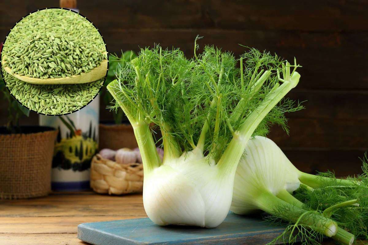 How to Grow Fennel Seeds at Home: घर पर सौंफ का पौधा उगाना है बेहद आसान - जानें गमलों में उगाने का परफेक्ट तरीका