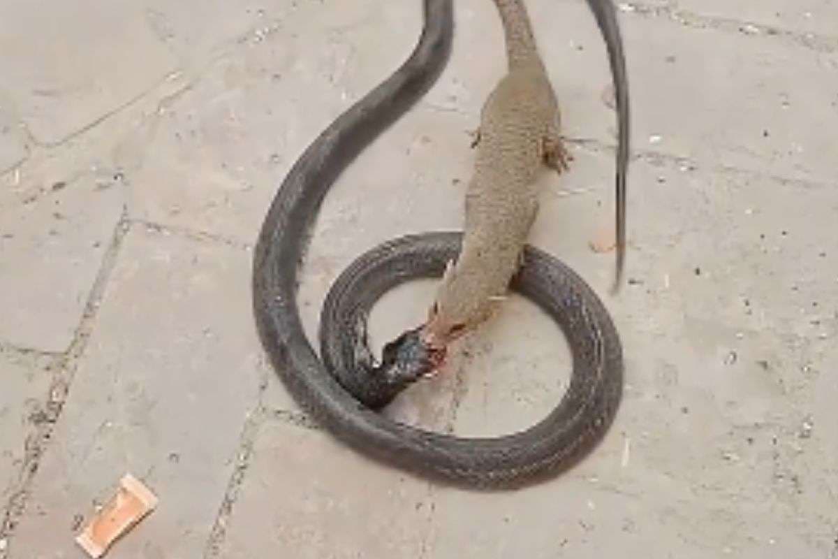mongoose and snake fight mongoose and snake fight