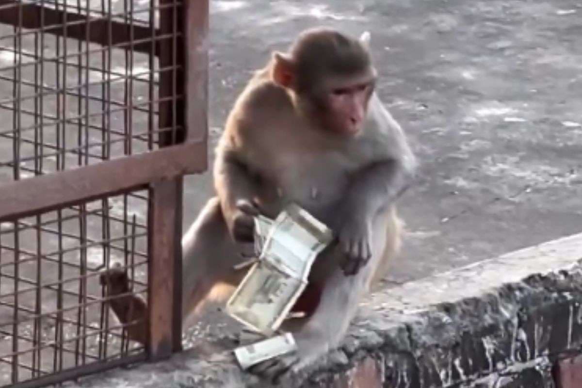 Viral Video: अंबानी के साथ उठना-बैठना…छत पर बैठकर नोटों की गड्डियां गिनते बंदर का वीडियो वायरल, कमेंट्स की बाढ़