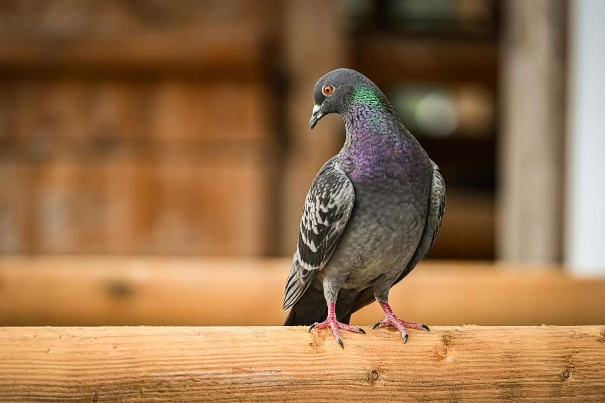 Pigeon Repelling Plants: बालकनी में कबूतरों में बना लिया है अपना अड्डा? छुटकारा पाने के लिए आज ही घर ले आएं ये 3 पौधे