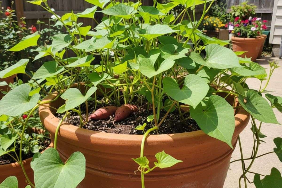 How To Grow Sweet Potato: घर पर उगायें सेहत का खजाना, बच्चों से लेकर बड़े तक सभी को आएगा पसंद
