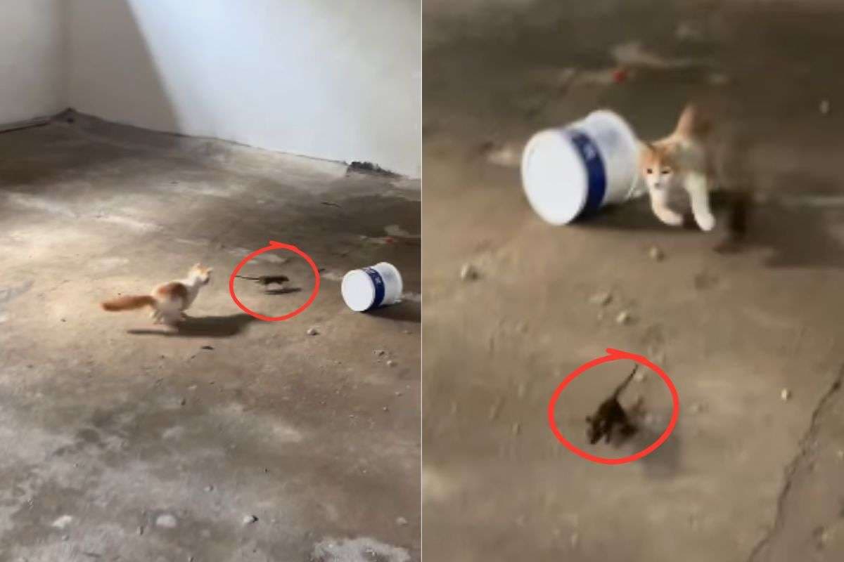Viral Video: चूहा भागता रहा और बिल्ली दौड़ाती रही, वीडियो देख आपको भी याद आ जाएगा टॉम एंड जेरी कार्टून