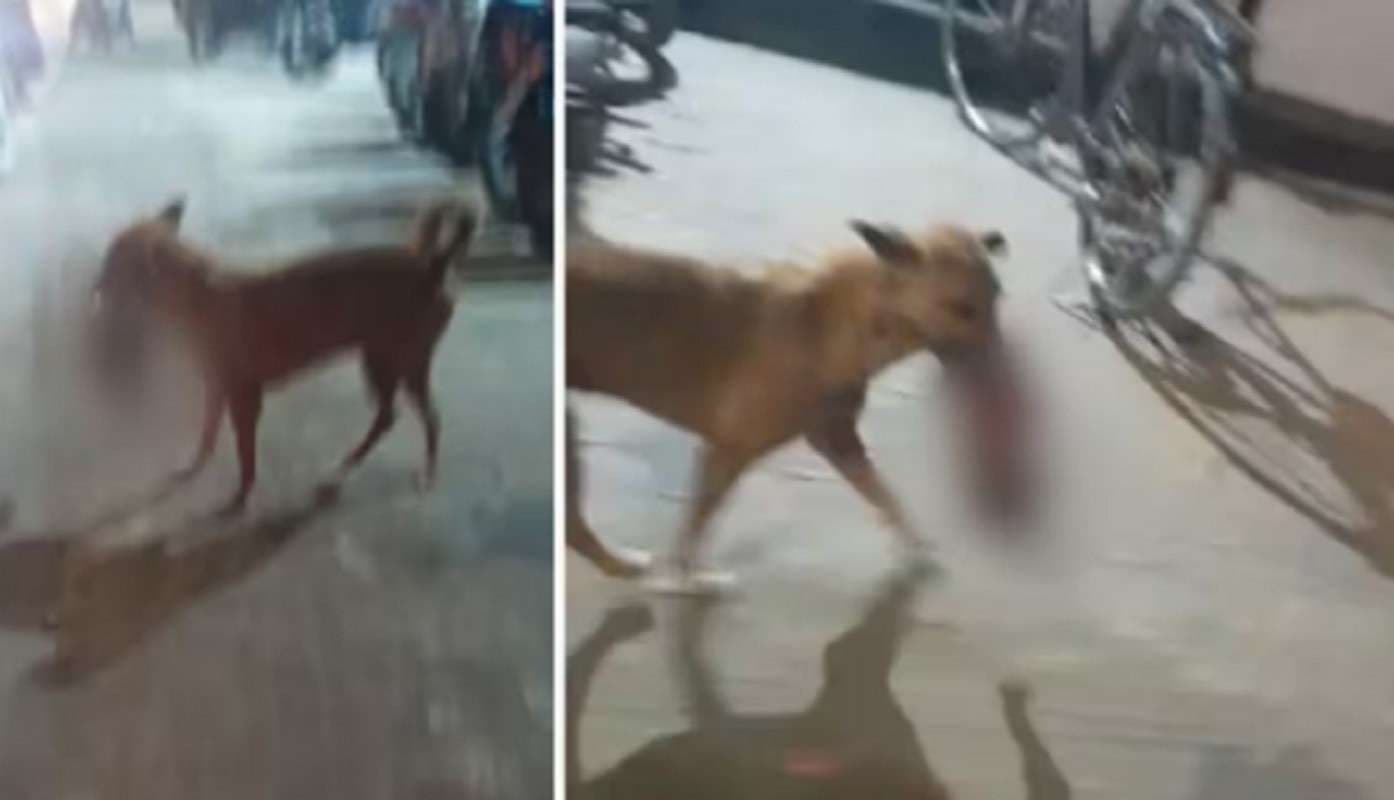 Bihar News: नवजात के शव को मुंह में दबाकर घूम रहा था कुत्ता, नहीं बदल रहे बिहार के इस अस्पताल के हालात