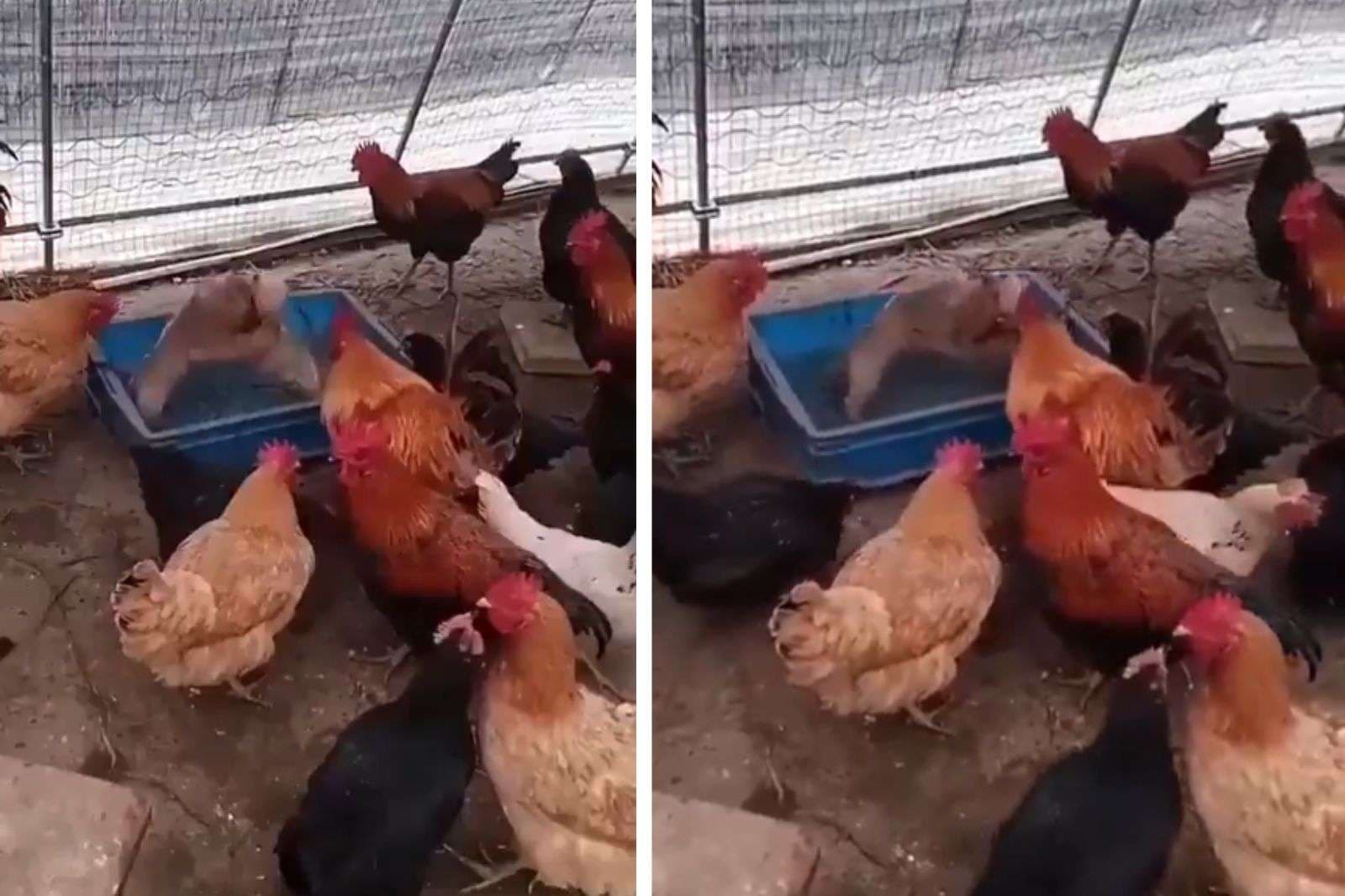 Viral Video: दो पिल्लों की लड़ाई देखने आ गए अनोखे दर्शन, वीडियो देखकर आ जाएगी हंसी