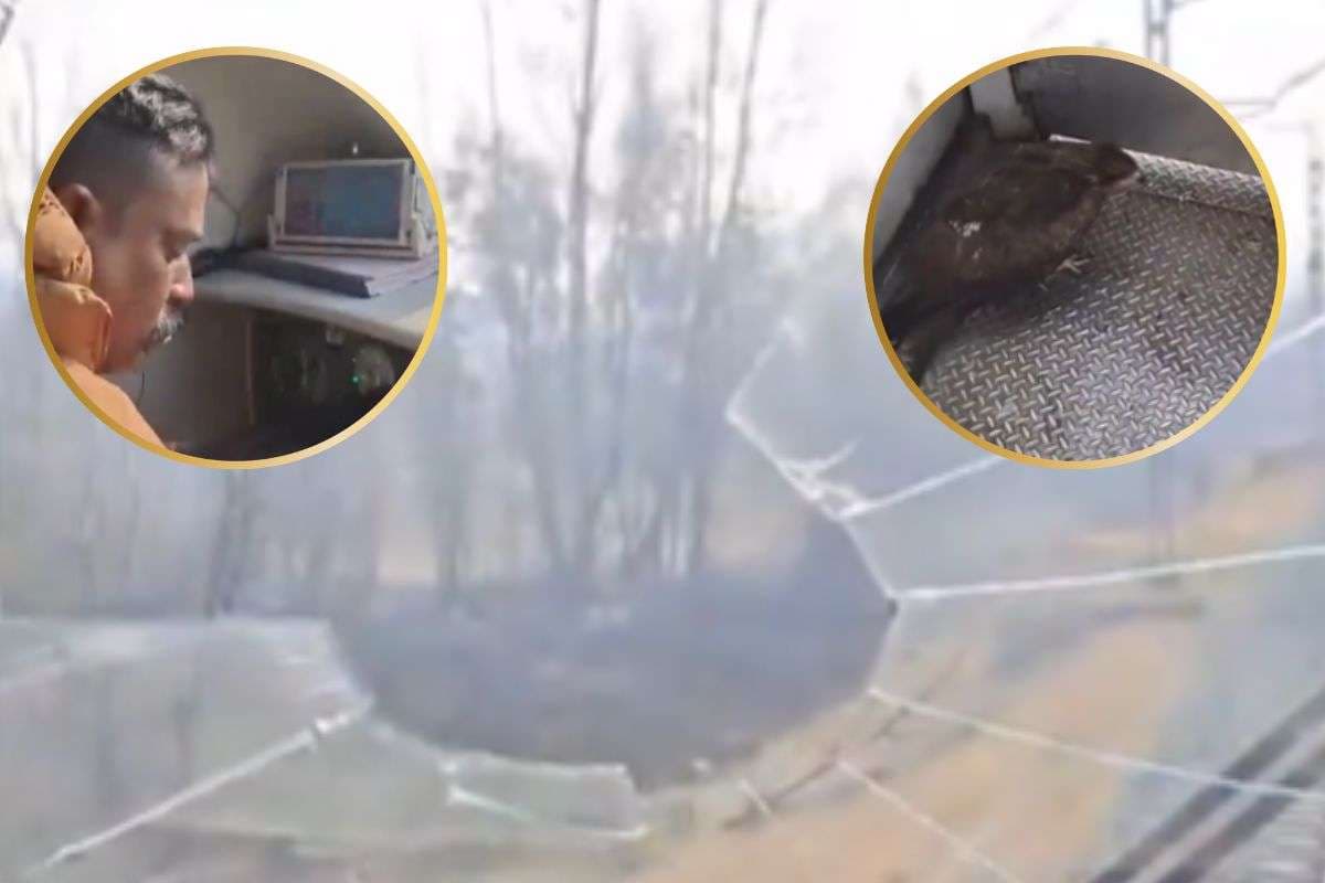 Watch Video : चलती ट्रेन के सामने लगे शीशे से टकराया बाज, वीडियो में देखें फिर क्या हुआ