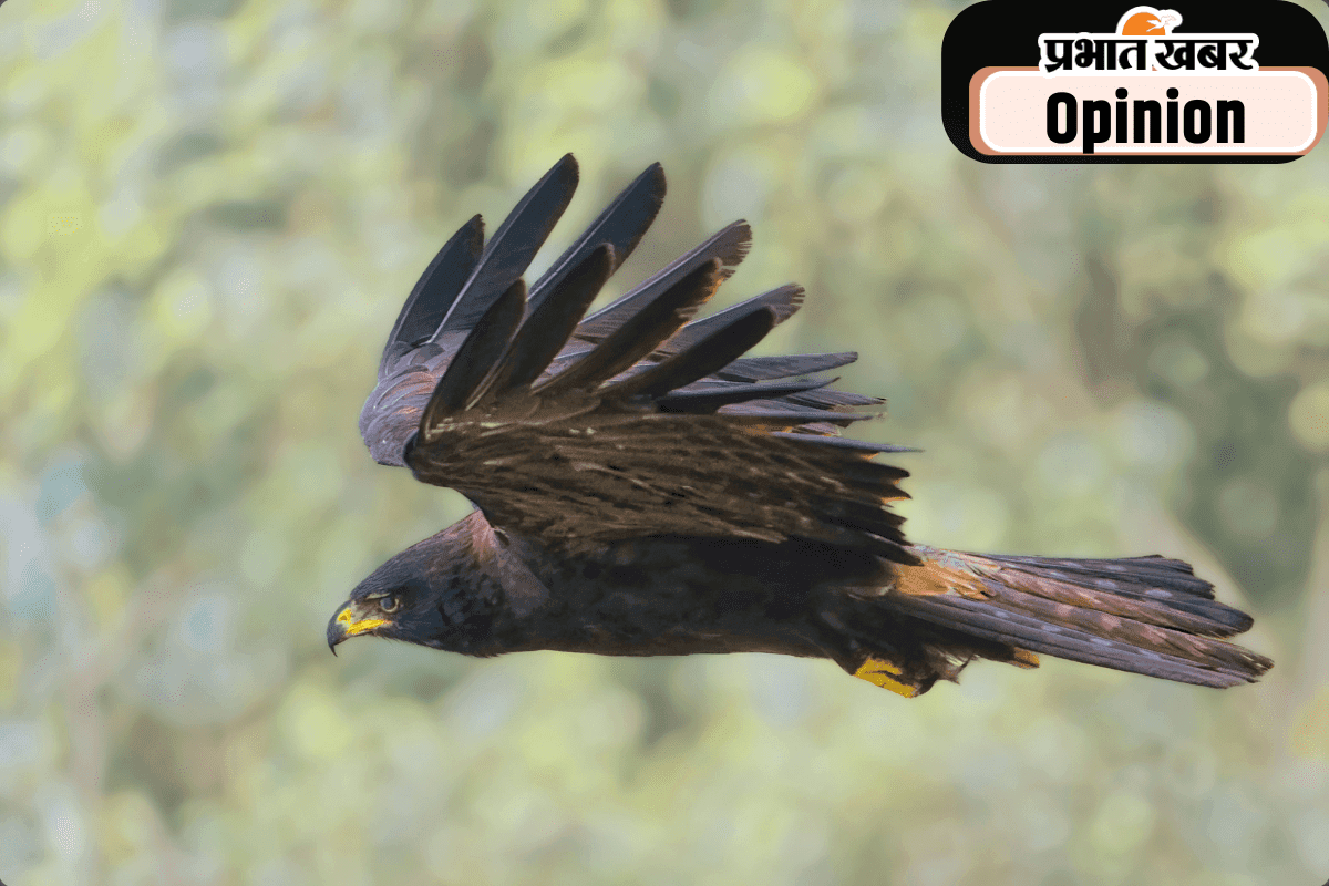 नगालैंड में बाजों के संरक्षण की अनूठी पहल