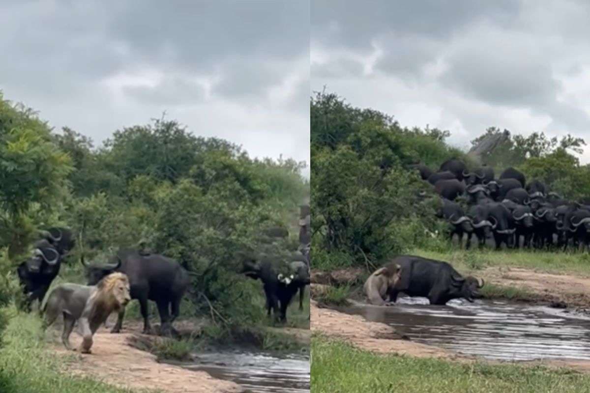 Viral Video: शेर का घमंड चूर…भैंस ने पलट दिया खेल, जंगल का राजा दुम दबाकर भागा