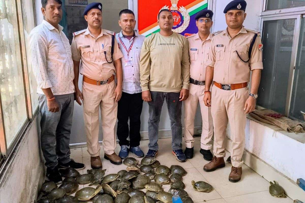 झारखंड होकर जाने वाली ट्रेन में कछुआ तस्करी! सीट के नीचे छुपाए 78 कछुए, कीमत जानकर उड़ जाएंगे होश