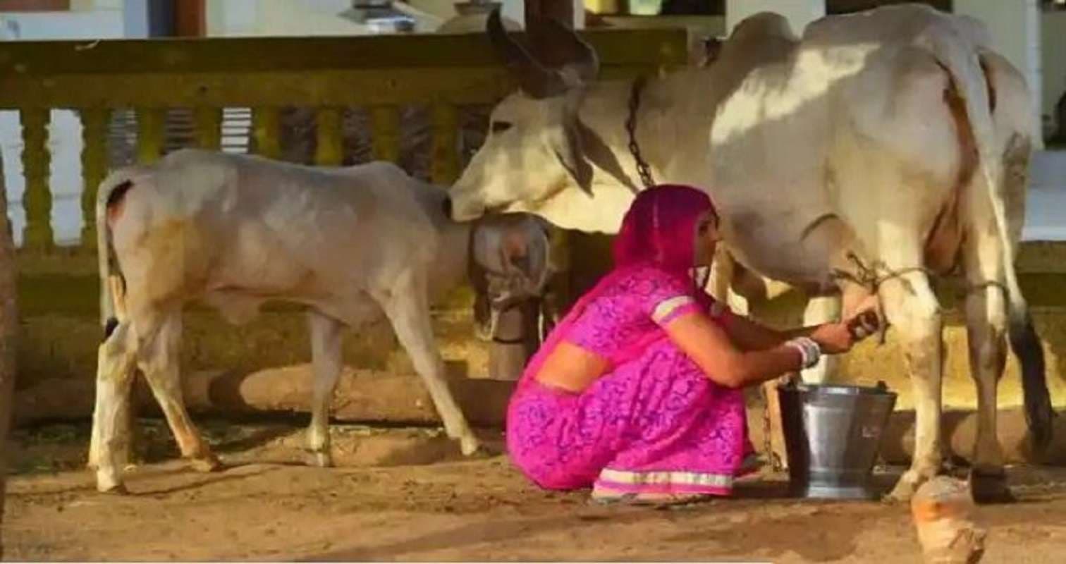 Bihar News: मुजफ्फरपुर में महिलाओं की श्वेत क्रांति, 13 करोड़ के पार पहुंचा वार्षिक टर्न ओवर