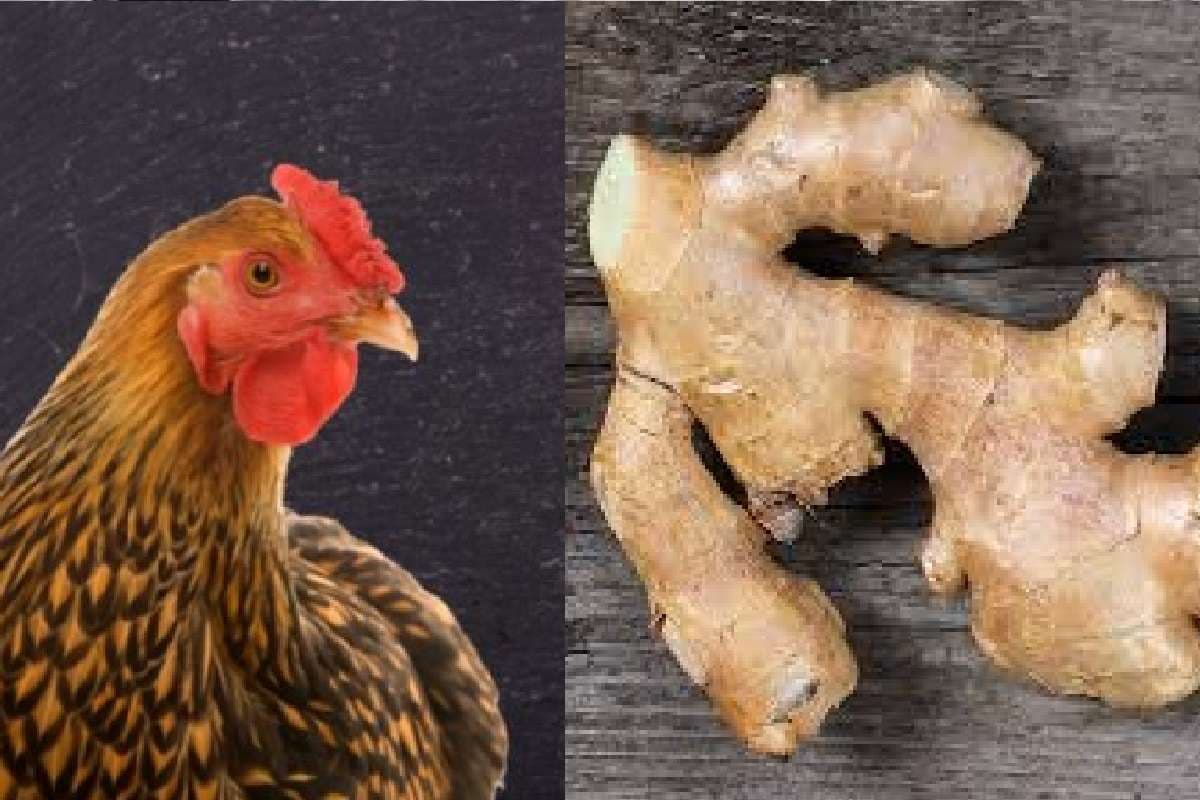 लाहौर में चिकेन 318 रुपये किलो तो अदरक 480 रुपये, पाकिस्तानियों की थाली से आलू-टमाटर गायब