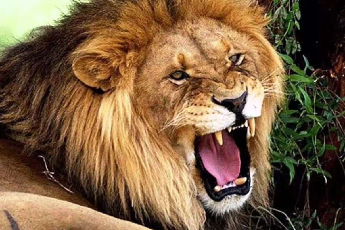 खुशखबरी पटना जू में जल्द दहाड़ेगा बब्बर शेर, जगुआर की भी होगी एंट्री