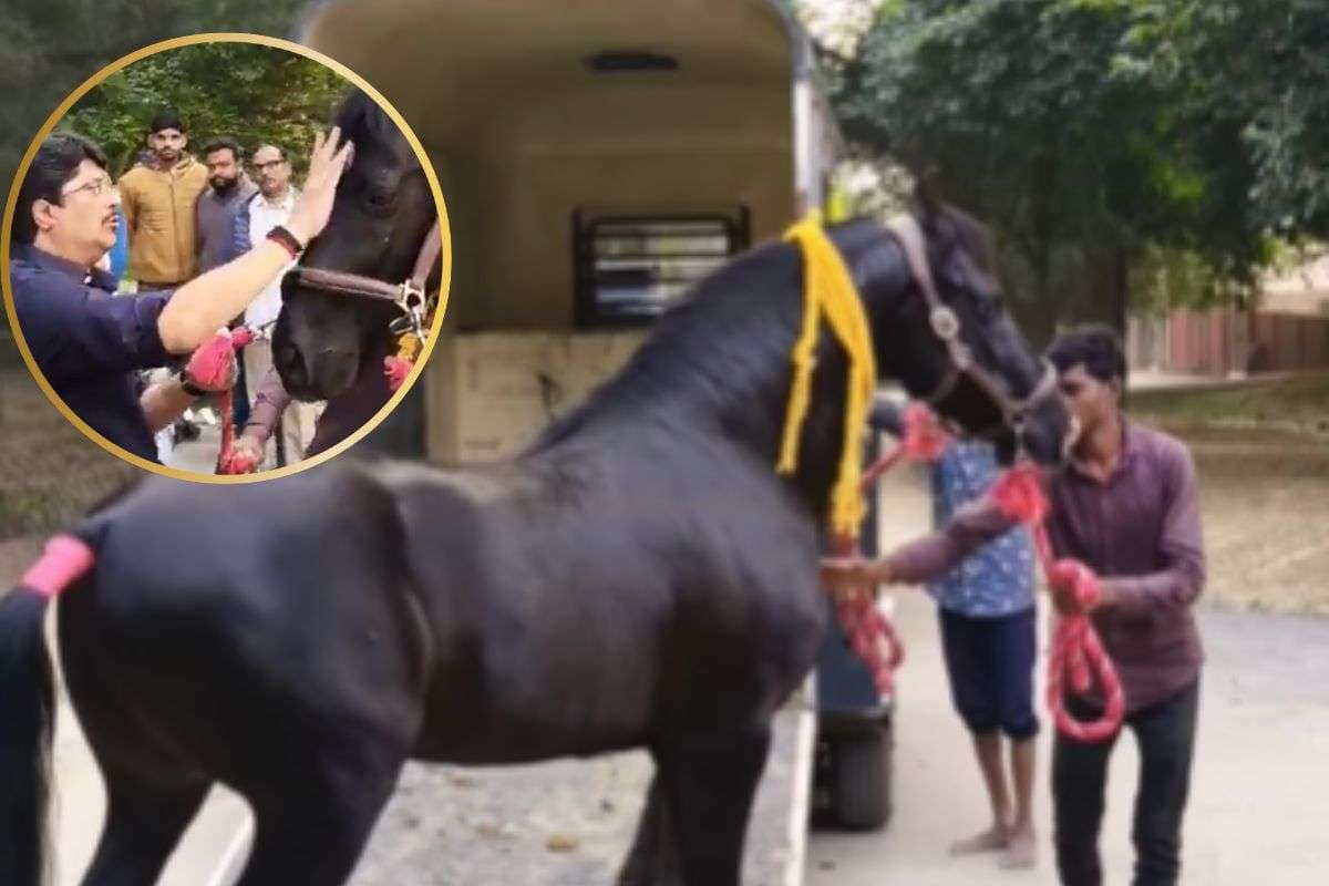 Watch Video : राजा भैया के अस्तबल में आया हाइब्रिड घोड़ा, नाम रखा गया ट्रोजन