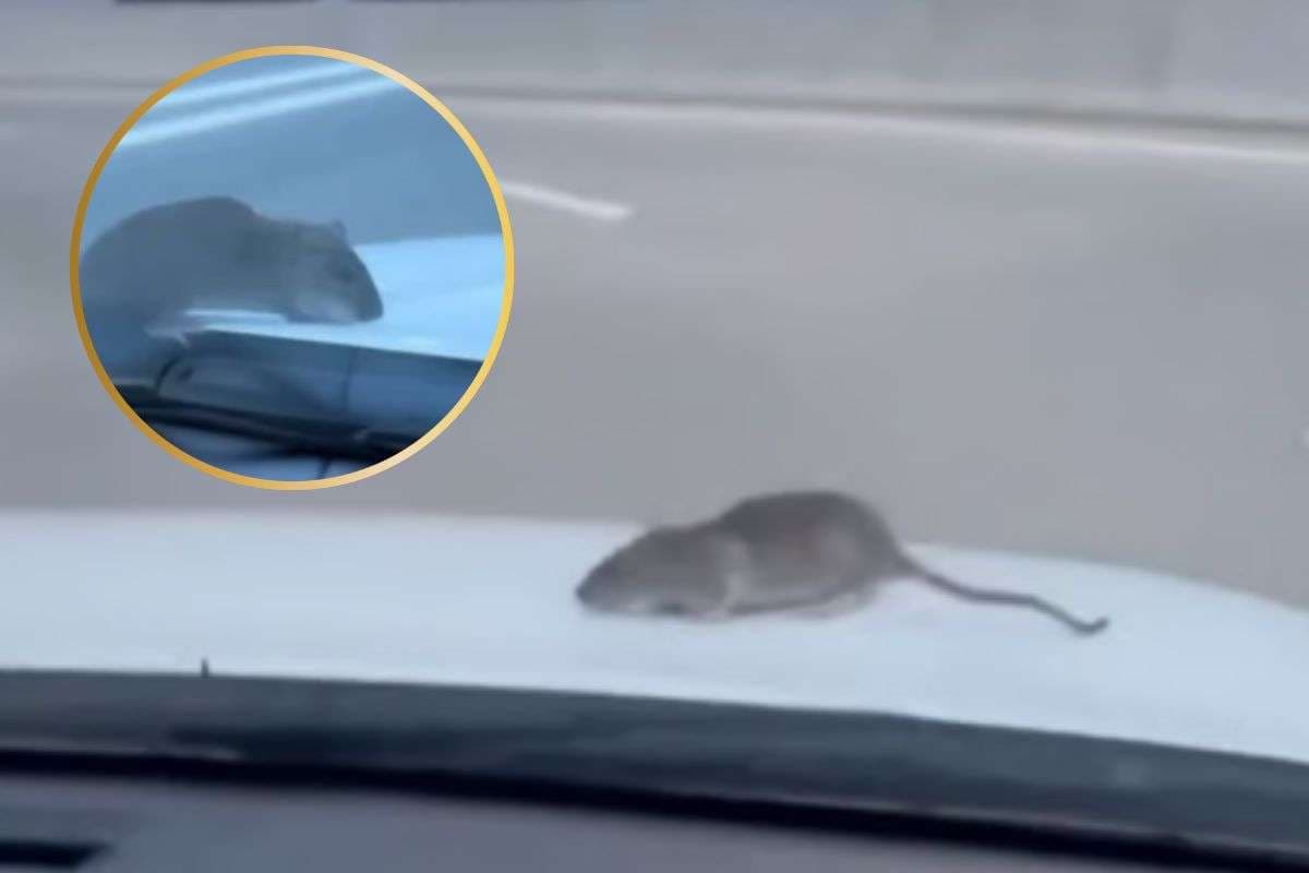 Viral Video : चलती कार में अचानक चूहा दिखा, चिल्लाने लगी महिला