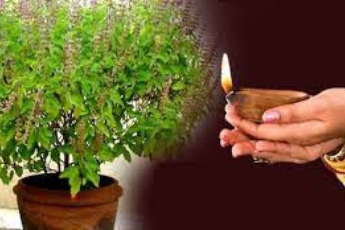 Tulsi Patta: क्या आप जानते है इस दिन क्यों नहीं तोड़ना चाहिए तुलसी पत्ता? जानें गलती के दुर्गामी परिणाम
