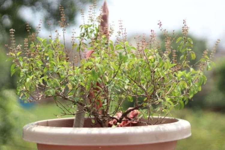 Tulsi Plant: घर में सूख रहा तुलसी पत्ता है खतरे की निशानी, जानें बचाने के उपाय