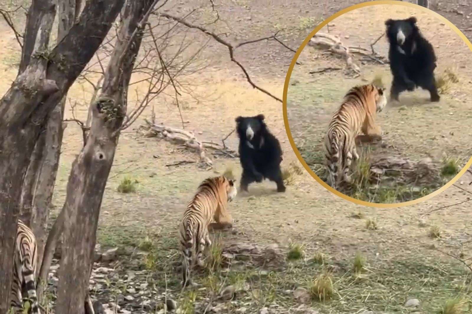 Viral Video: भालू के पीछे पड़ा बाघ, बियर ने ऐसे दिया चकमा, वायरल हो रहा वीडियो