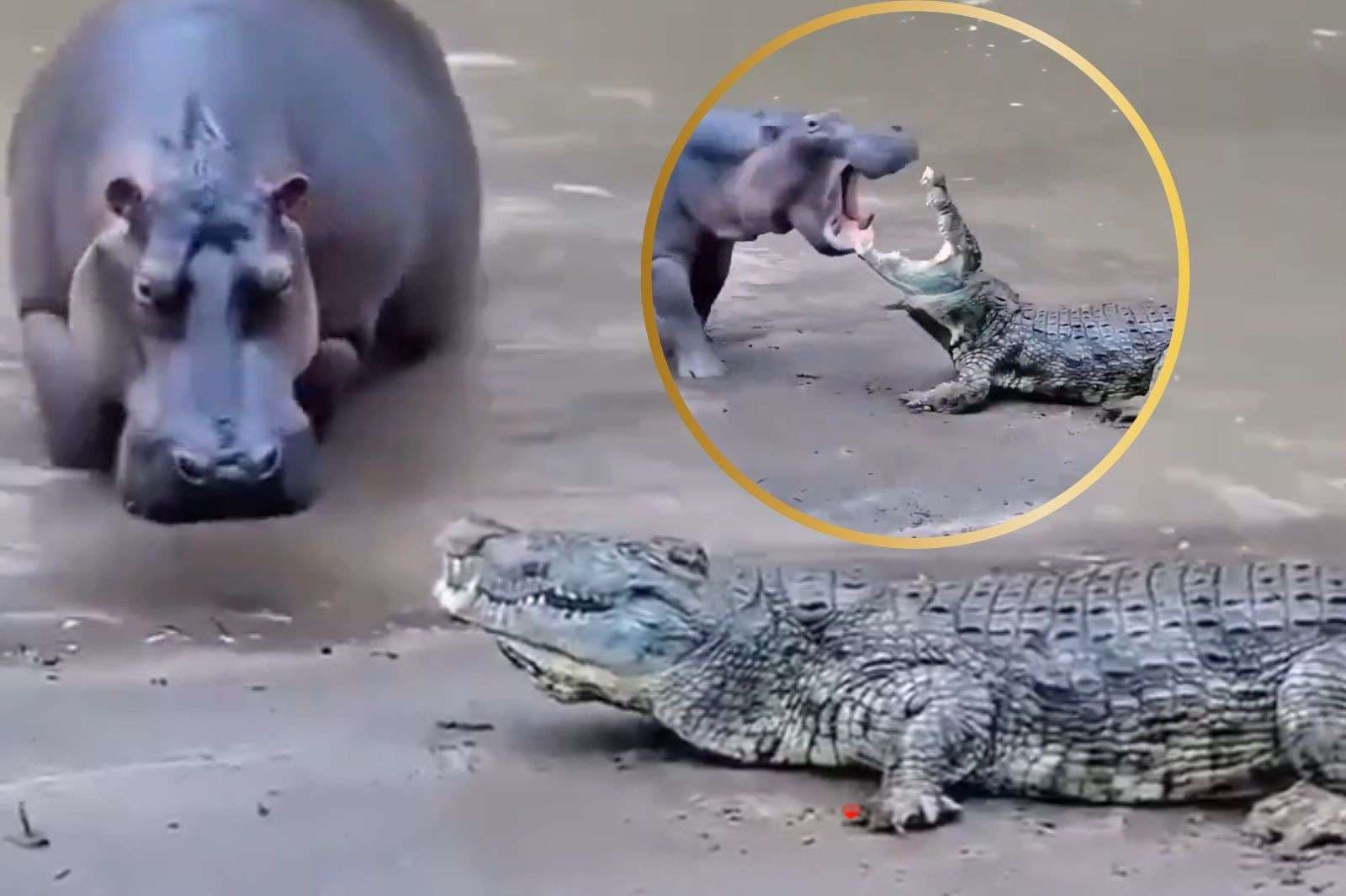 Viral Video: हिप्पो का रास्ते रोक रहा था मगरमच्छ, दो मिनट में बता दी औकात, वायरल हो रहा वीडियो